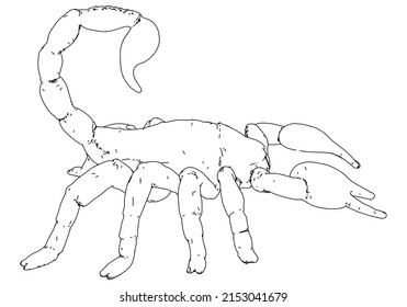 Ilustración vectorial de escorpión aislada en fondo blanco.