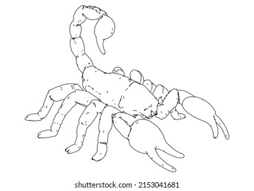Scorpion vector illustration isolated on white background.