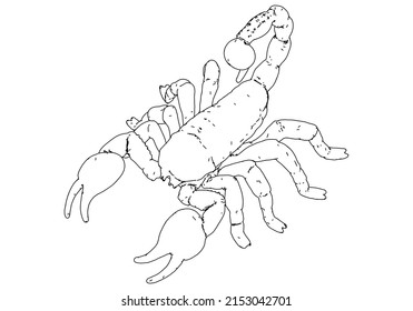 Scorpion vector illustration isolated on white background.