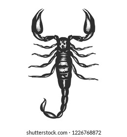 Scorpion vector illustration.Realistic black scorpion on white background.Eps 10.