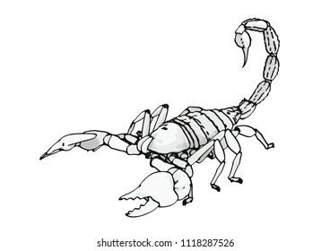 scorpion vector outline