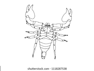 scorpion vector outline