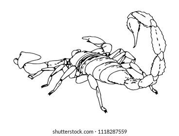 scorpion vector outline