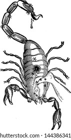 Scorpion vintage engraved illustration drawing