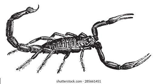 Scorpion, vintage engraved illustration. Natural History of Animals, 1880.
