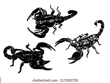 scorpions arachnids set