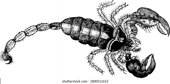 Scorpions Are Predatory Arachnids Of The Order Scorpiones, They Have Eight Legs, Vintage Line Drawing Or Engraving Illustration.