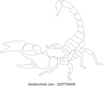 Scorpions Preparing Fight On White Background Stock Vector (Royalty ...