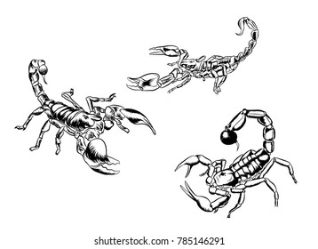 scorpions spider poison venom tail