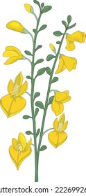 Scotch Broom Flowers Vector Illustration