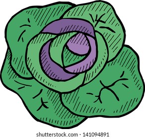 Scotch kale. Hand drawn illustration.