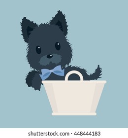 Scotch terrier with blue bow in a white basket on blue background