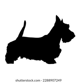 Silueta Scotch terrier Dog. Mascota. Animal. Vector aislado. Raza de perro