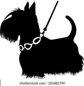 Scotch Terrier isolated on white background