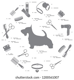 Scotch terrier silhouette, combs, collar, leash, razor, hair dryer, scissors arranged in a circle. Health care, grooming, caring for a dog, exhibition.