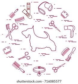 Scotch terrier silhouette, combs, collar, leash, razor, hair dryer, scissors arranged in a circle. Health care, grooming, caring for a dog, exhibition.
