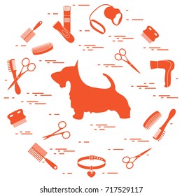 Scotch terrier silhouette, combs, collar, leash, razor, hair dryer, scissors arranged in a circle. Health care, grooming, caring for a dog, exhibition.