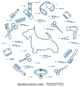 Scotch terrier silhouette, combs, collar, leash, razor, hair dryer, scissors arranged in a circle. Health care, grooming, caring for a dog, exhibition.