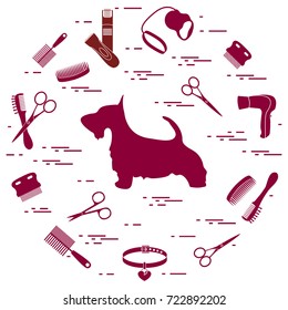 Scotch terrier silhouette, combs, collar, leash, razor, hair dryer, scissors arranged in a circle. Health care, grooming, caring for a dog, exhibition.