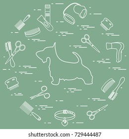 Scotch terrier silhouette, combs, collar, leash, razor, hair dryer, scissors arranged in a circle. Health care, grooming, caring for a dog, exhibition.