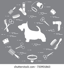 Scotch terrier silhouette, combs, collar, leash, razor, hair dryer, scissors arranged in a circle. Health care, grooming, caring for a dog, exhibition.