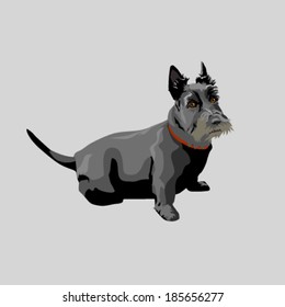 Scotch terrier. Vector illustration