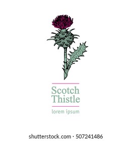 Scotch Thistle. Vector plant on white background