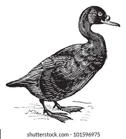 Scoter or Melanitta nigra, vintage engraved illustration. Dictionary of Words and Things - Larive and Fleury - 1895