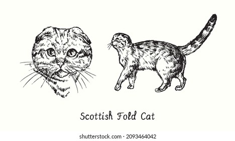 Scotish Fold Cat collection, head front view and standing side view. Ink black and white doodle drawing in woodcut style