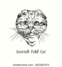 Scotish Fold Cat face portrait. Ink black and white doodle drawing in woodcut style.