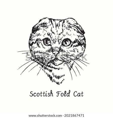 Scotish Fold Cat face portrait. Ink black and white doodle drawing in woodcut style.
