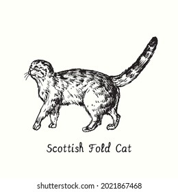 Scotish Fold Cat standing side view. Ink black and white doodle drawing in woodcut style.