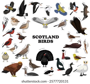 Scotland Birds Set Vector Collection