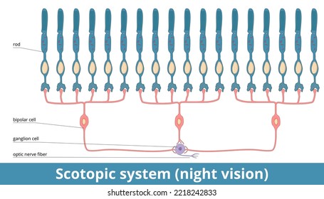 Scotopic system (night vision).	Rods are connected to one bipolar cell, these are connected to ganglion cell. Spatial summation for nerve signal generation in dim light.