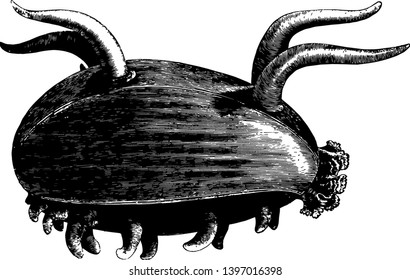 Scotoplana Globosa live on or just underneath the surface of the bottom of the ocean on the abyssal plain vintage line drawing or engraving illustration.