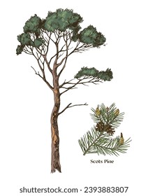 Scots pine and branch hand drawn vector