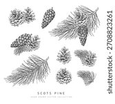 Scots pine cone and branches engraved hand drawn vector illustrations set. Sketch fir tree botanical collection. Natural conifer elements, woody forest scent ink style art. Winter Xmas decoration