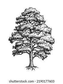 Scots pine. Conifer tree Ink sketch isolated on white background. Hand drawn vector illustration. Vintage style stroke drawing.