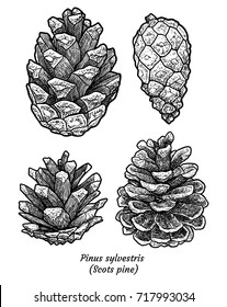 Scots pine illustration, drawing, engraving, ink, line art, vector