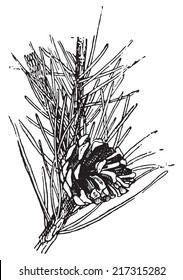 Scots pine or Pinus sylvestris, vintage engraved illustration. Dictionary of words and things - Larive and Fleury - 1895.