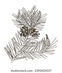 Scots pine tree branch vector