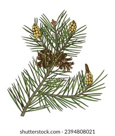 Scots pine tree branch vector