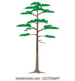 Scots Pine Tree In Color On A White Background.