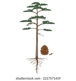 Scots pine tree with roots and cone on a white background.