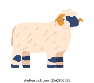 Scottish blackface sheep breed vector illustration