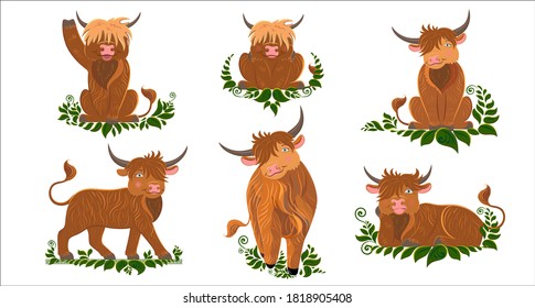 Scottish breed of long-haired cows. Cute cartoon style. Vector illustration of alpine cattle