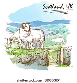 Scottish countryside panorama with sheeps on a pasture. Watercolor imitating painted sketch. EPS10 vector illustration.