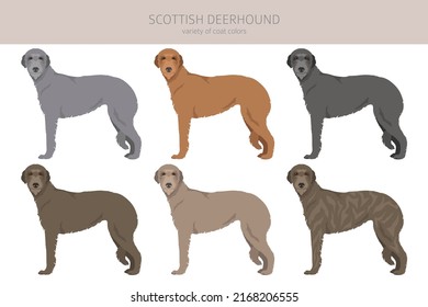 Clíparte deerhound escocesa. Postas diferentes, colores de abrigo.  Ilustración del vector