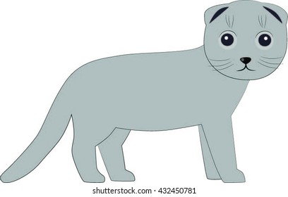 Scottish Fold cat