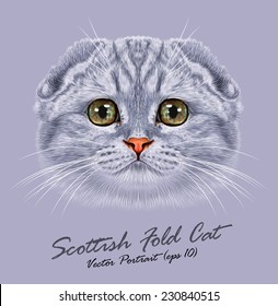 Scottish fold cat animal cute face. Vector happy silver tabby stripe pattern Scottish fold kitten head portrait. Realistic fur portrait of scottish green eyes kitty isolated on grey background.